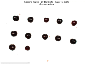 Click for 3 image(s) for this accession. FRUIT